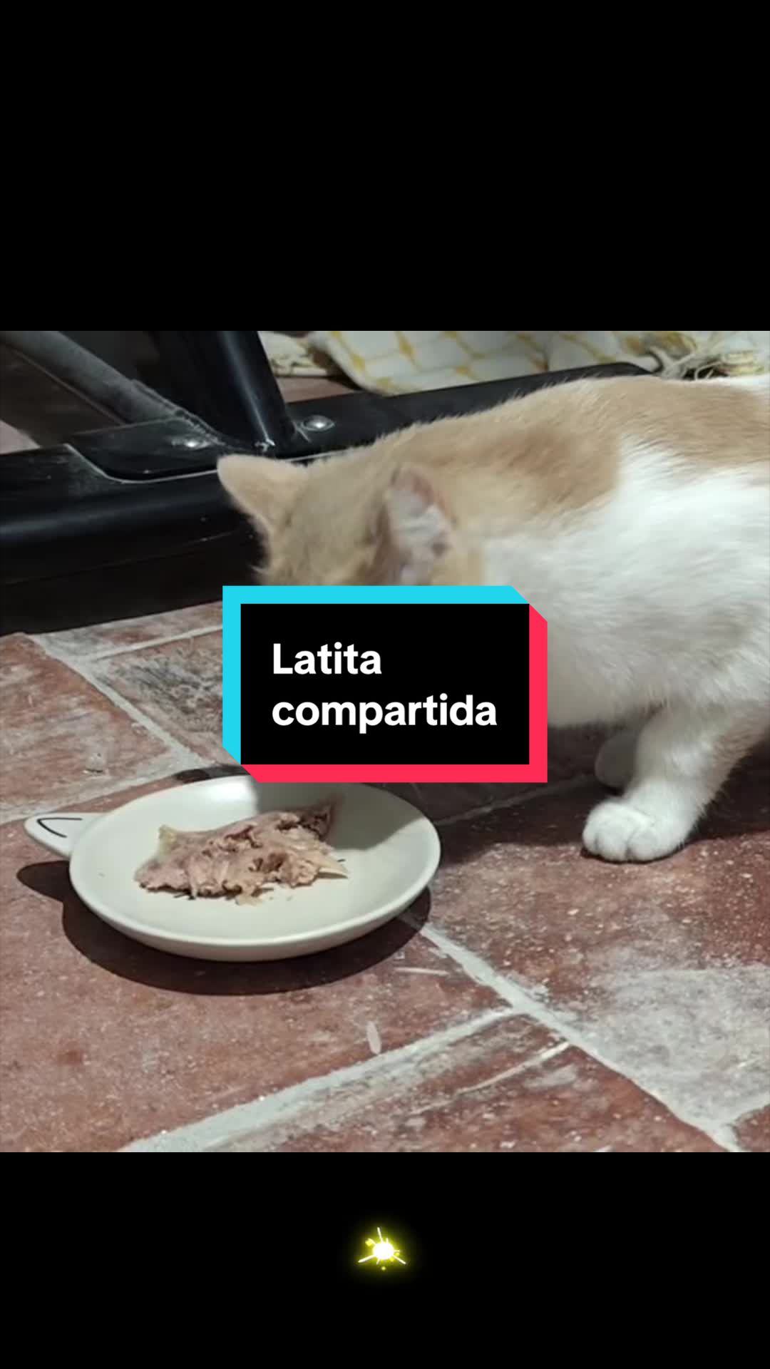 @enGatadas