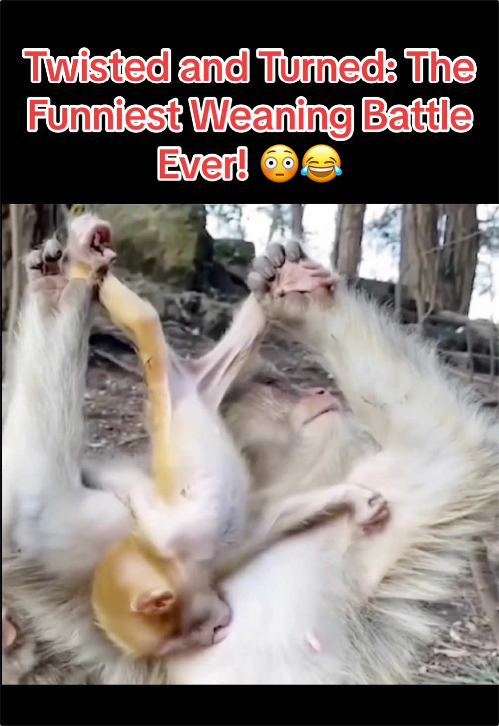 @Baby Monkey Life