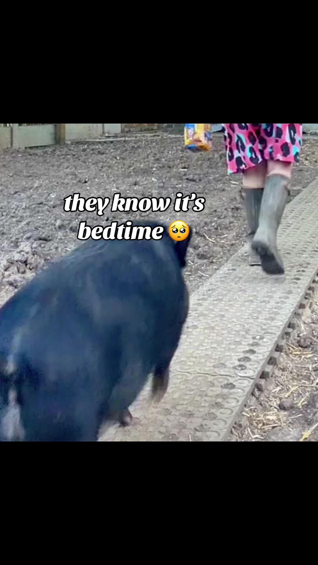 @AhimsaAnimalSanctuaryUK