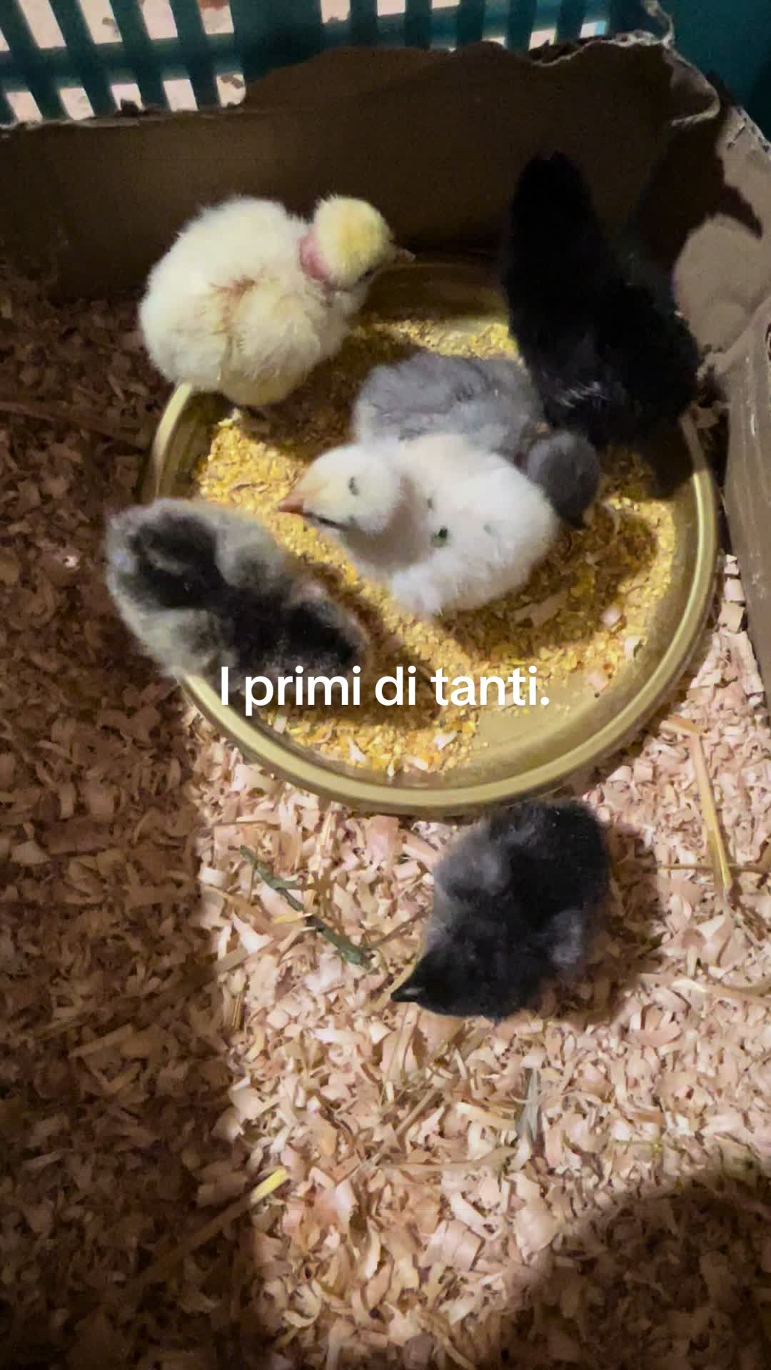 @Giordano