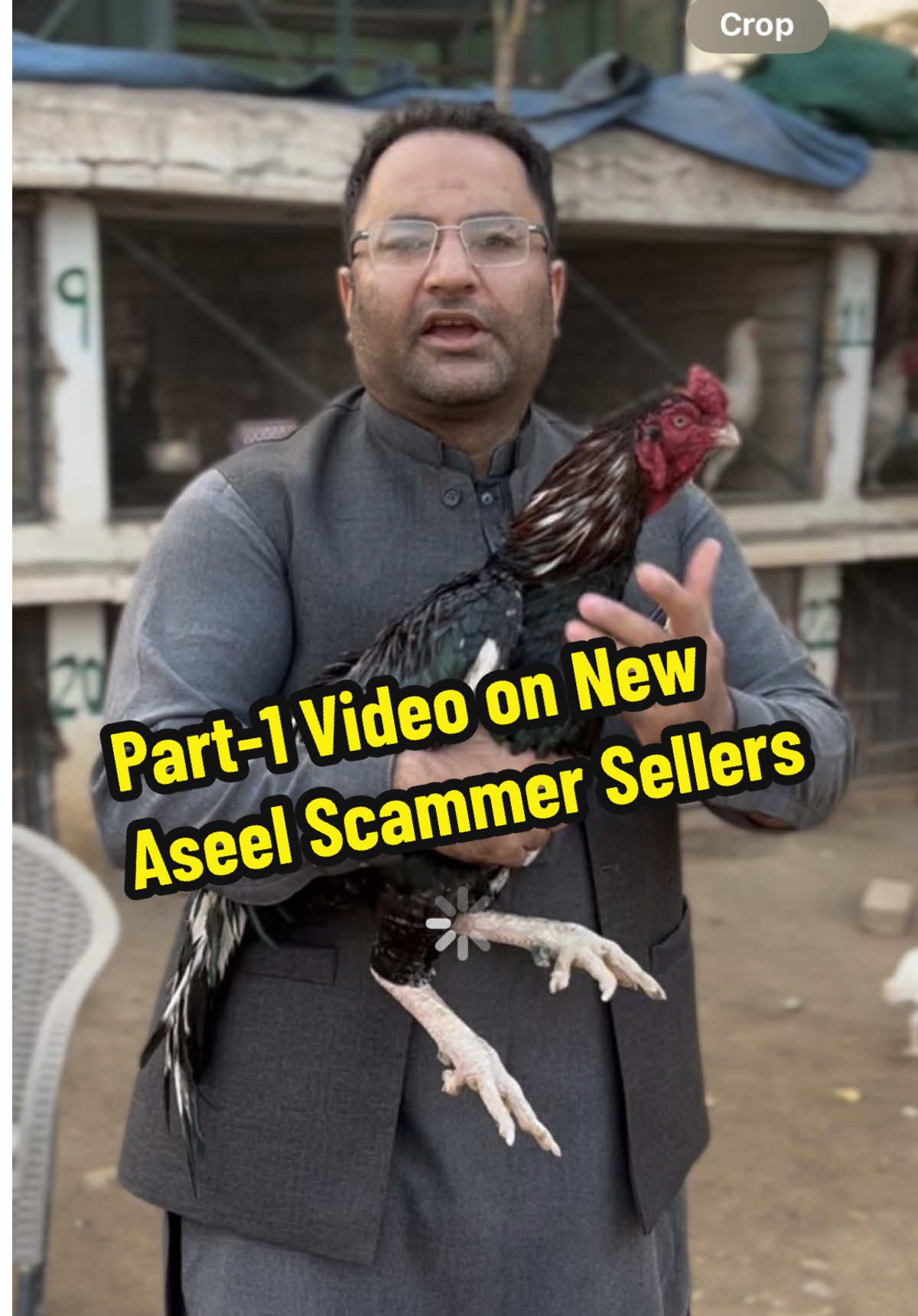 @PK Smart Aseel Birds Factory