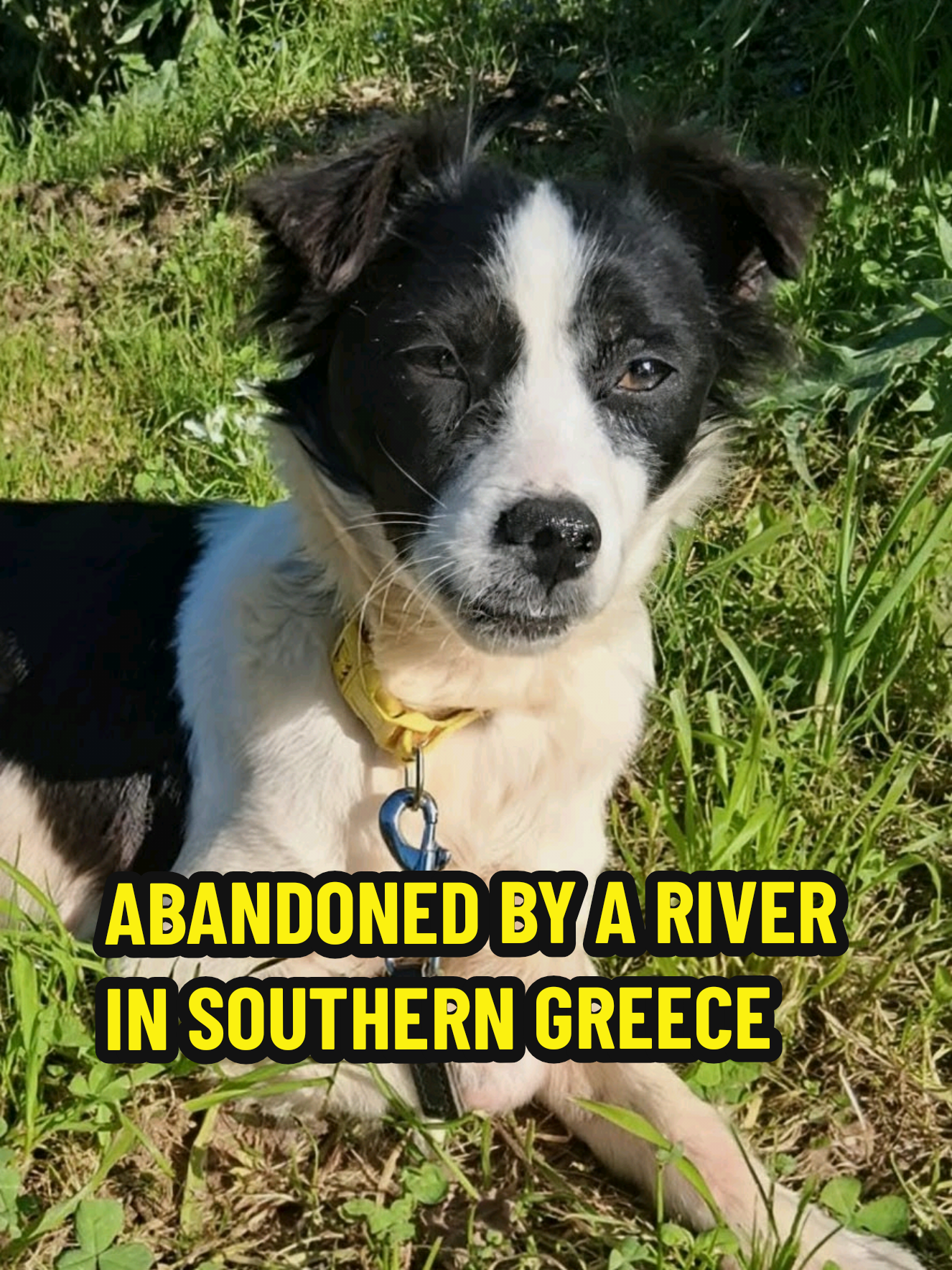 @Greek Animal Rescue