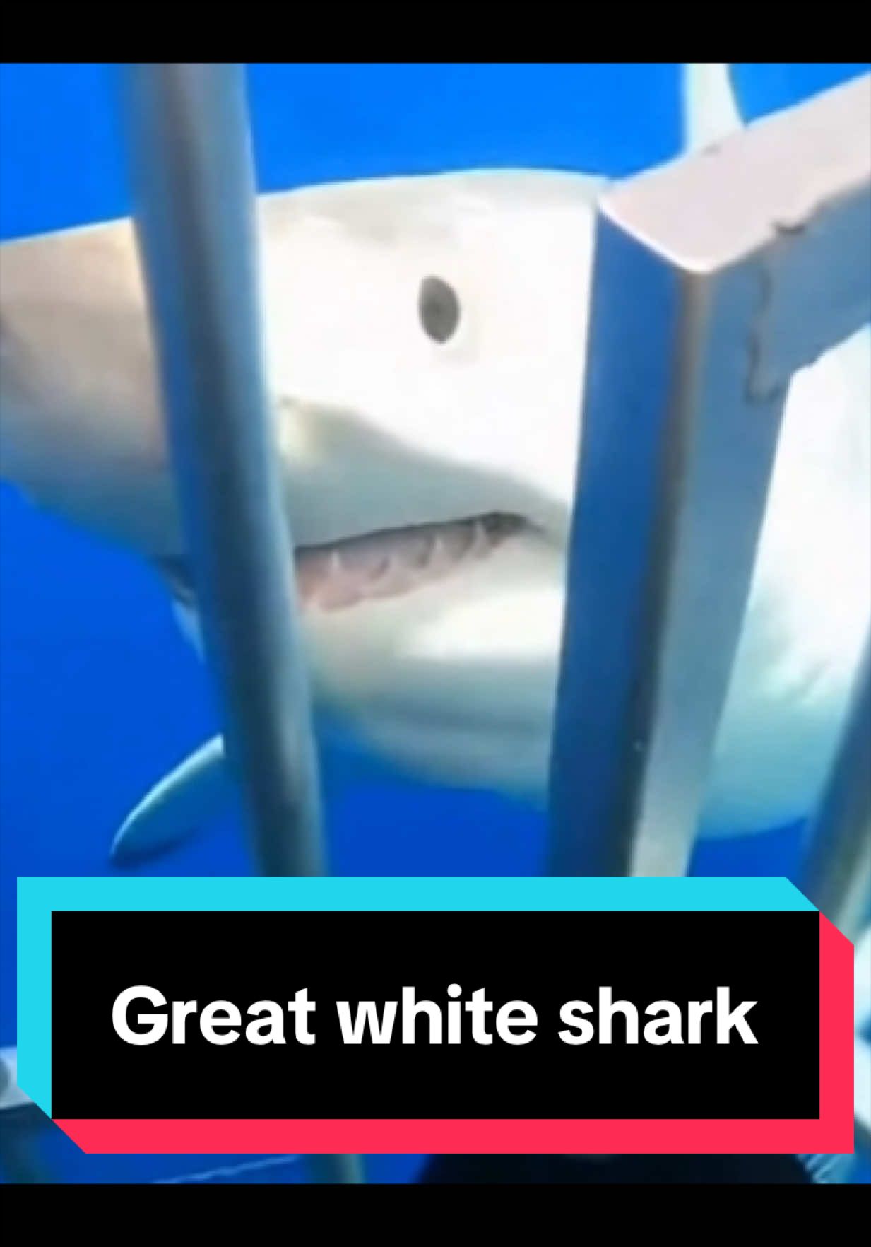 @The Shark Mommy