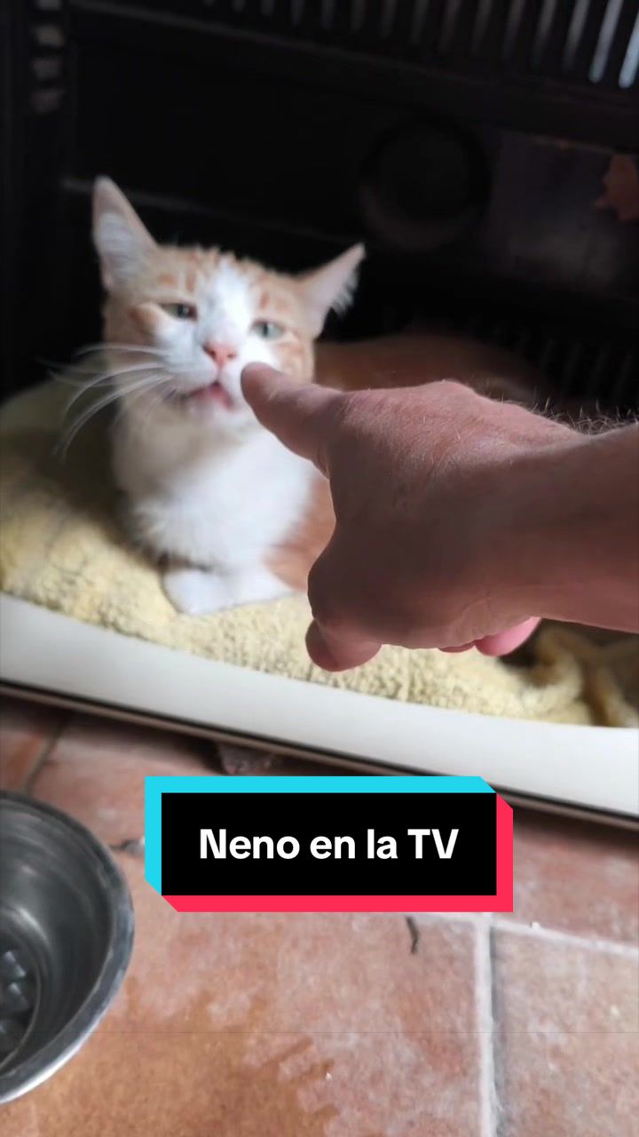 @enGatadas