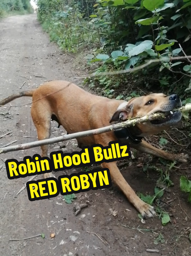 @ROBIN HOOD BULLZ UK