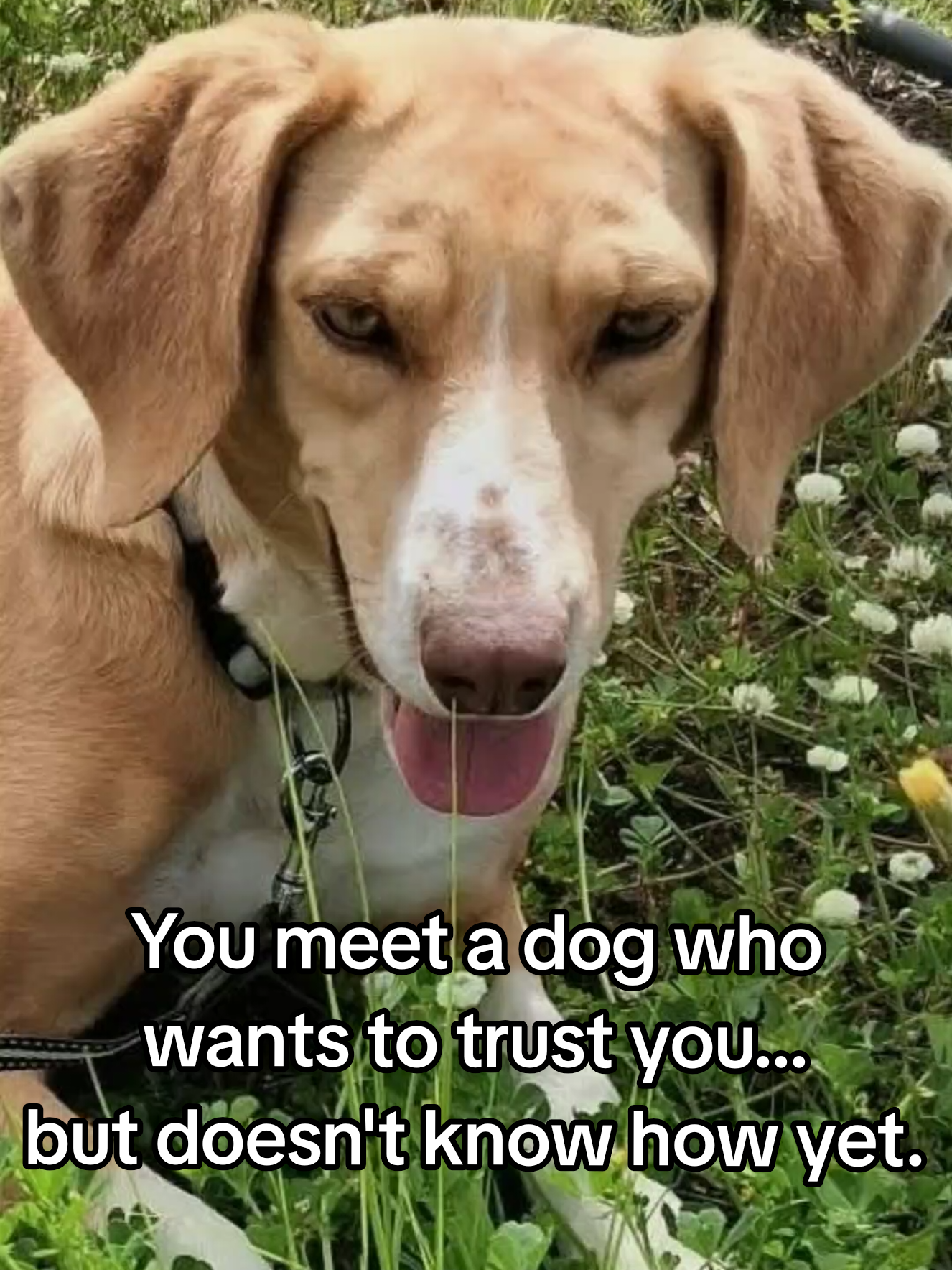 @Greek Animal Rescue