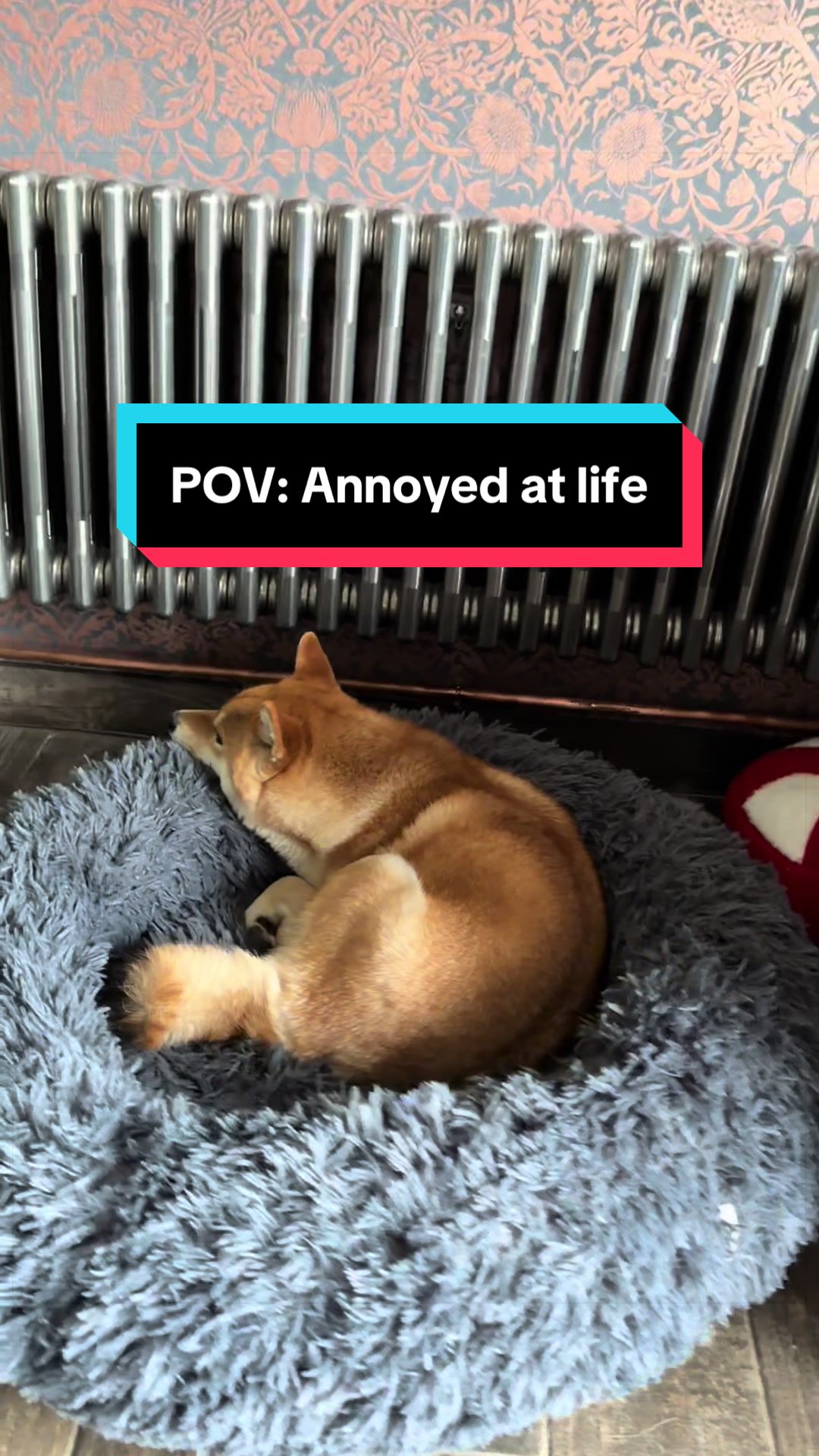 @Life with Shibas