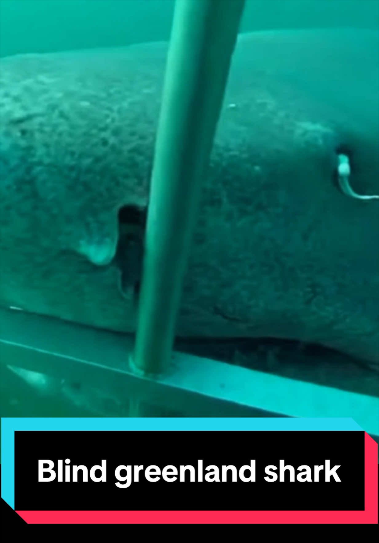 @The Shark Mommy