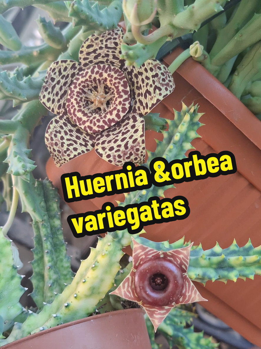 @Succulent_ninja