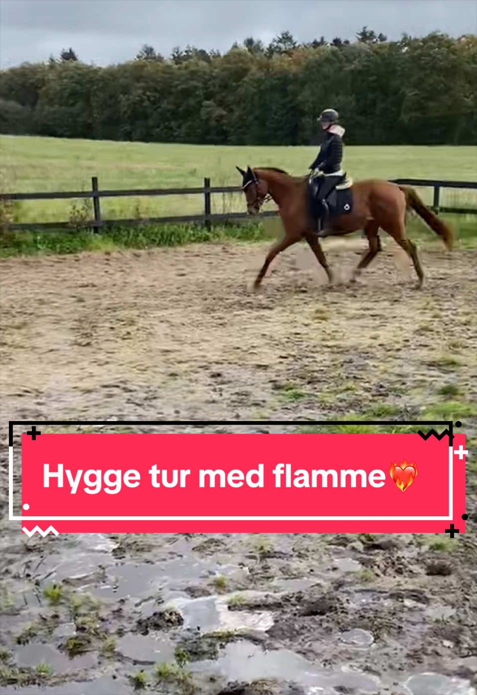 @rask_horses