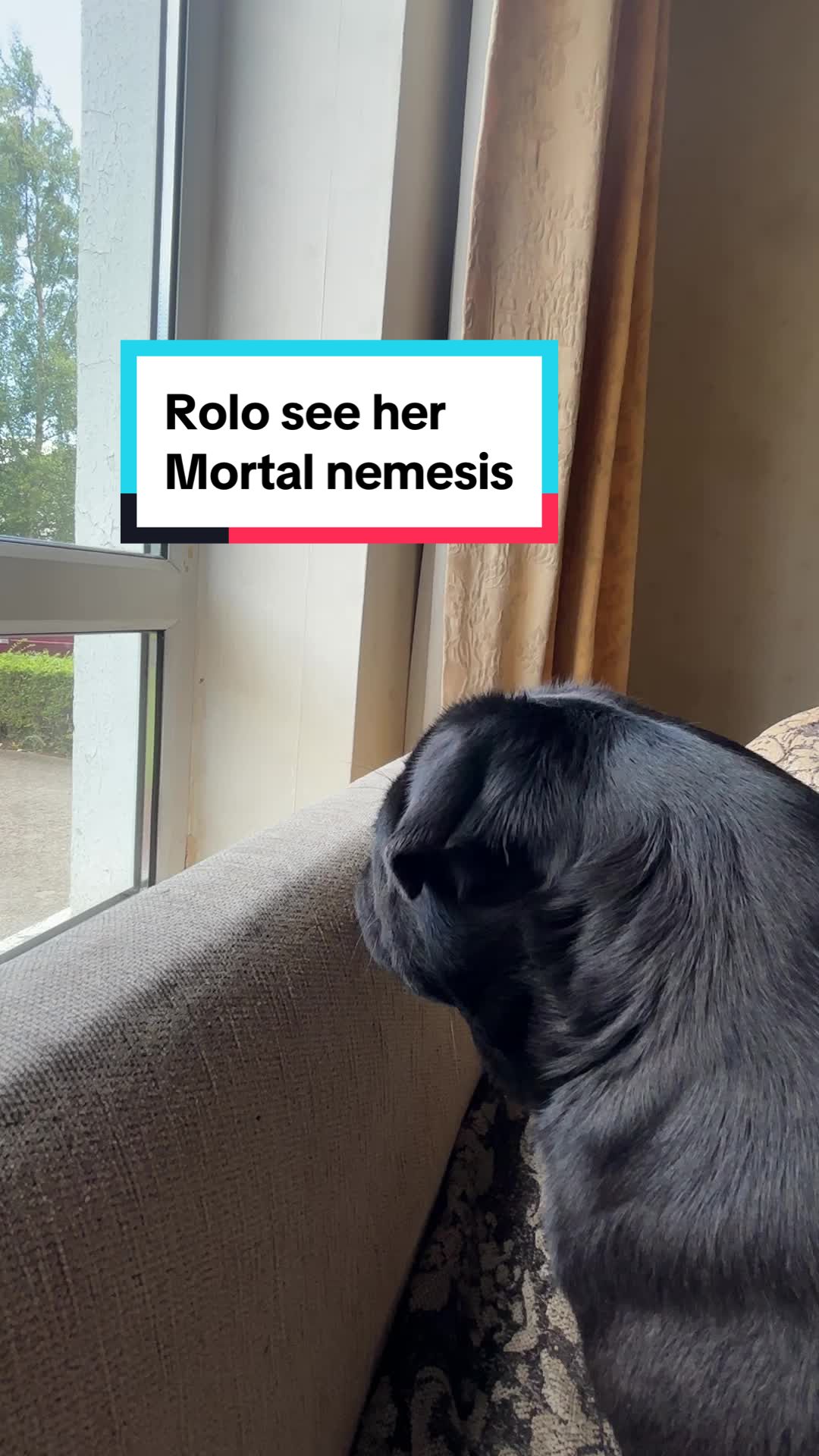 @Pug Dad Leon