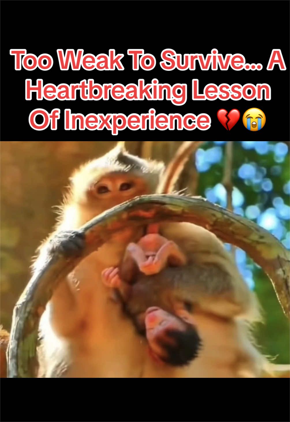 @Baby Monkey Life