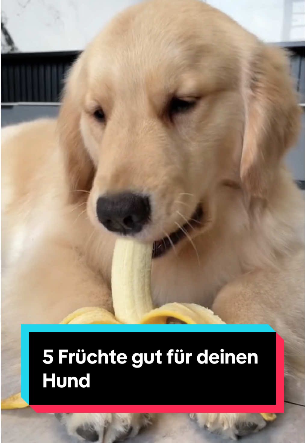 @Tiere kennen🐾