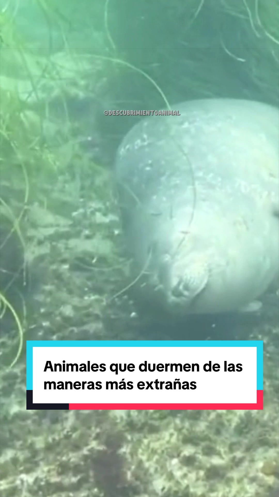 @Descubrimientoanimal