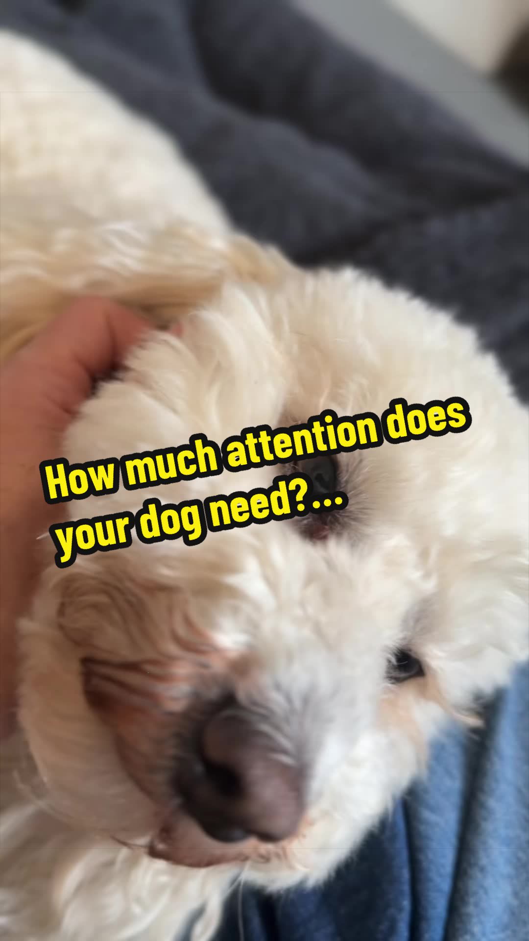 @Sara Professional Dog Trainer