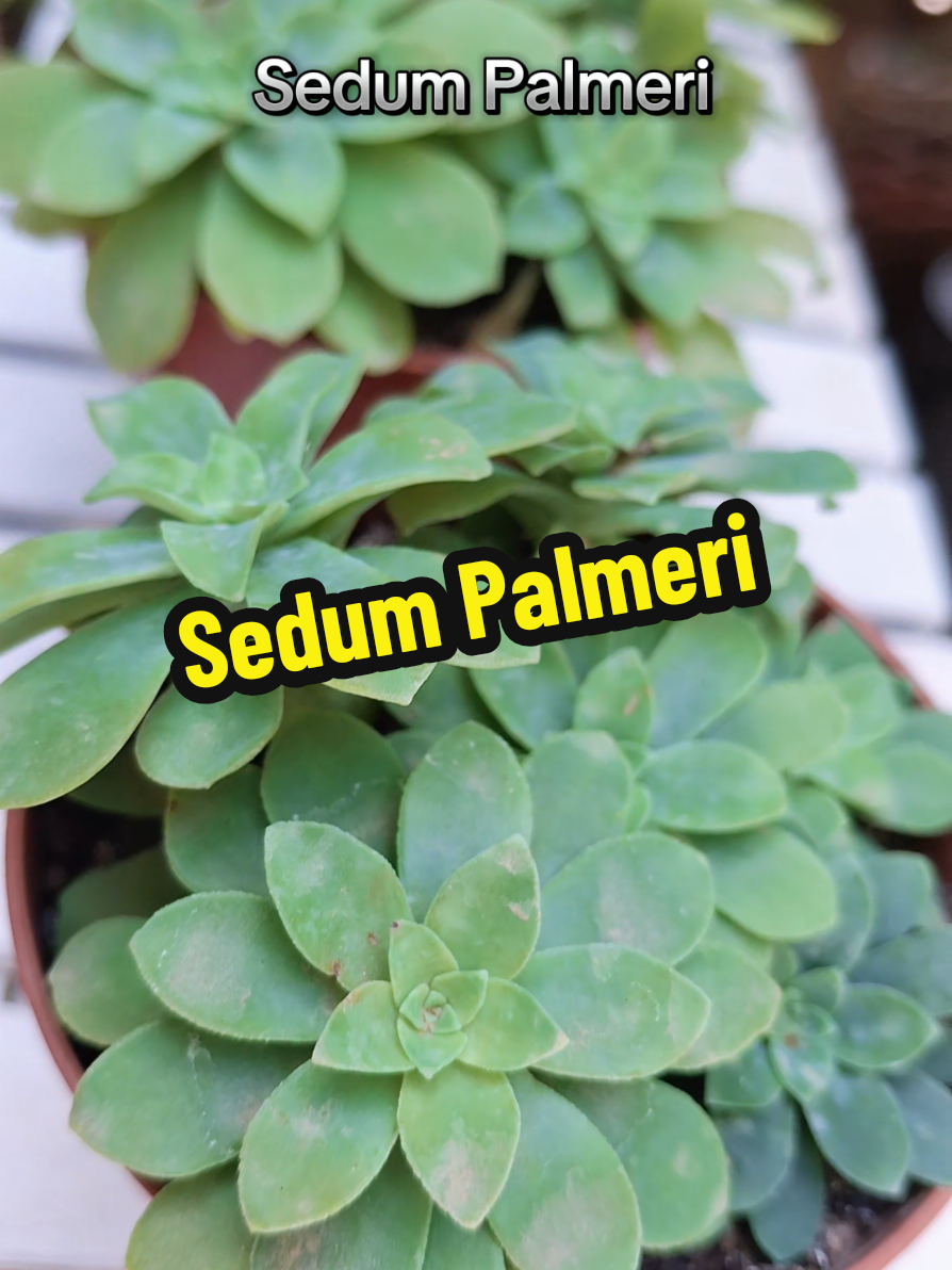 @Succulent_ninja