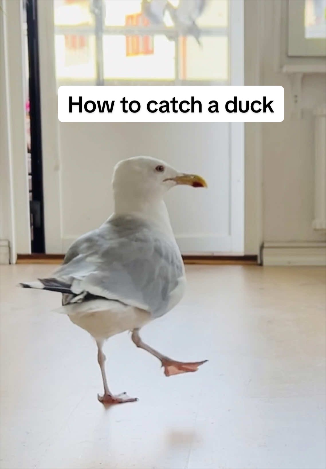 @Winston gull
