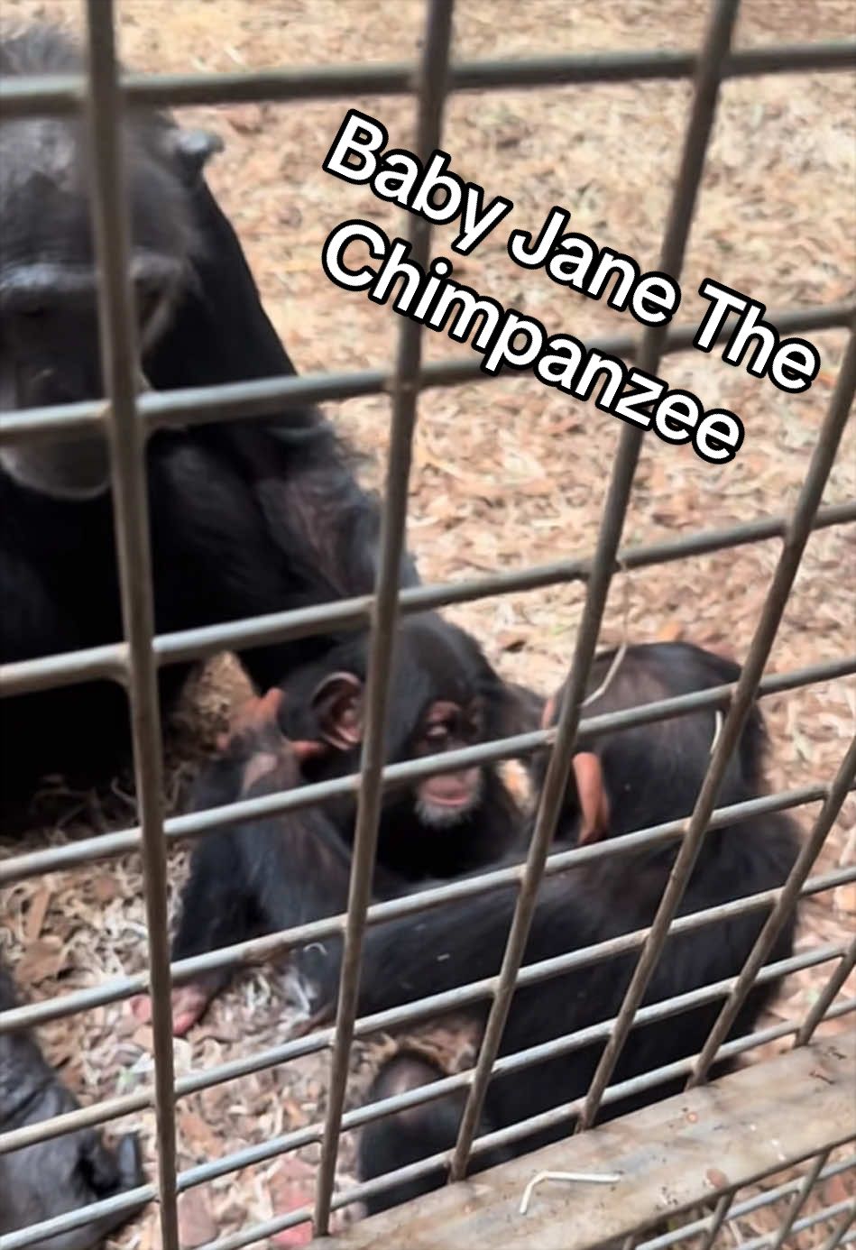 @๐บ Georgia ๐บ