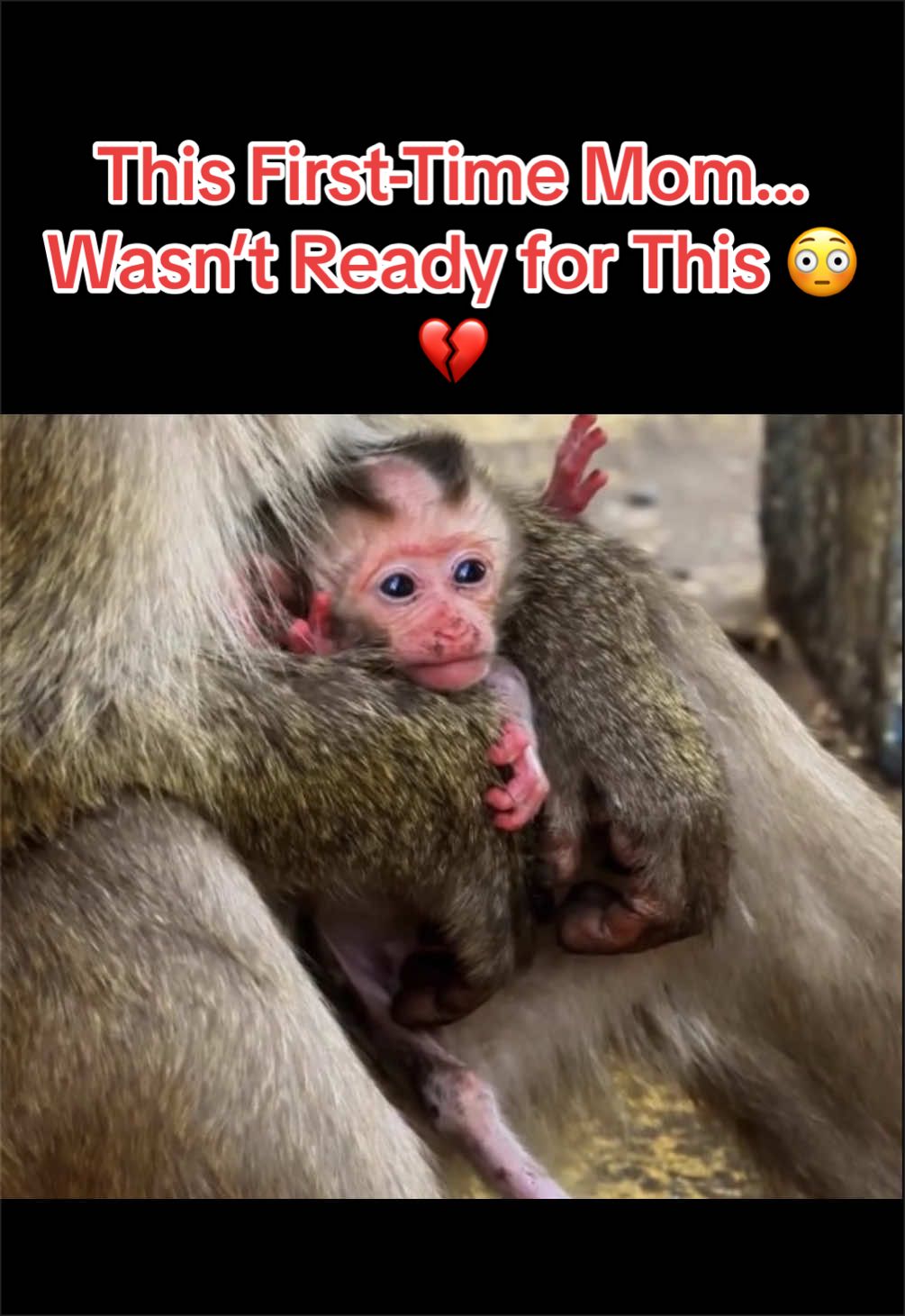 @Baby Monkey Life