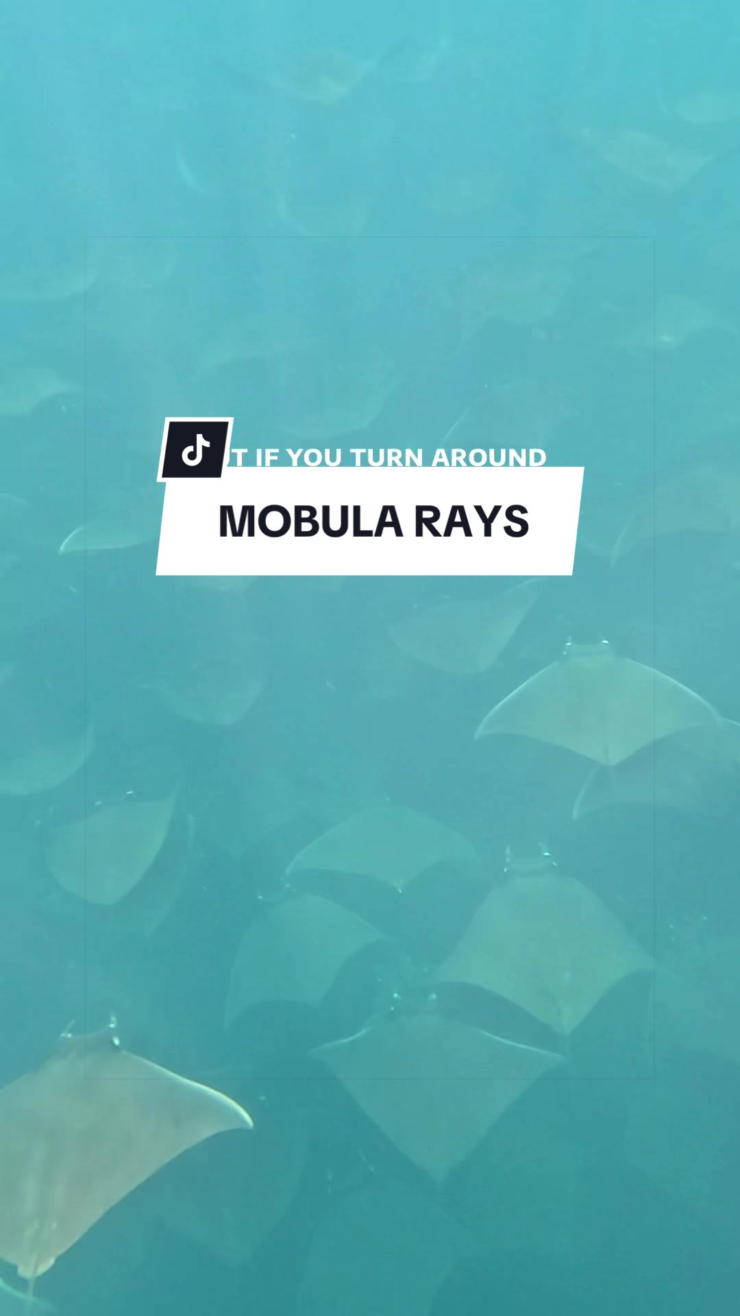 @SCUBA&ensp;DAN&ensp;🦈
