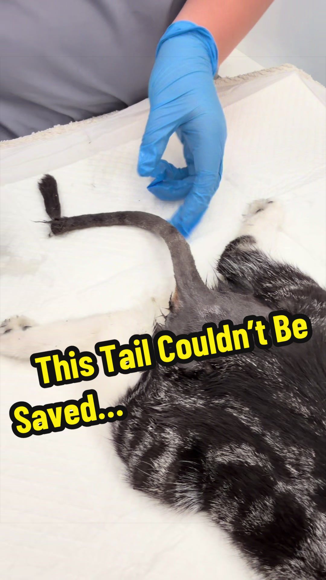 @Tomasthevet