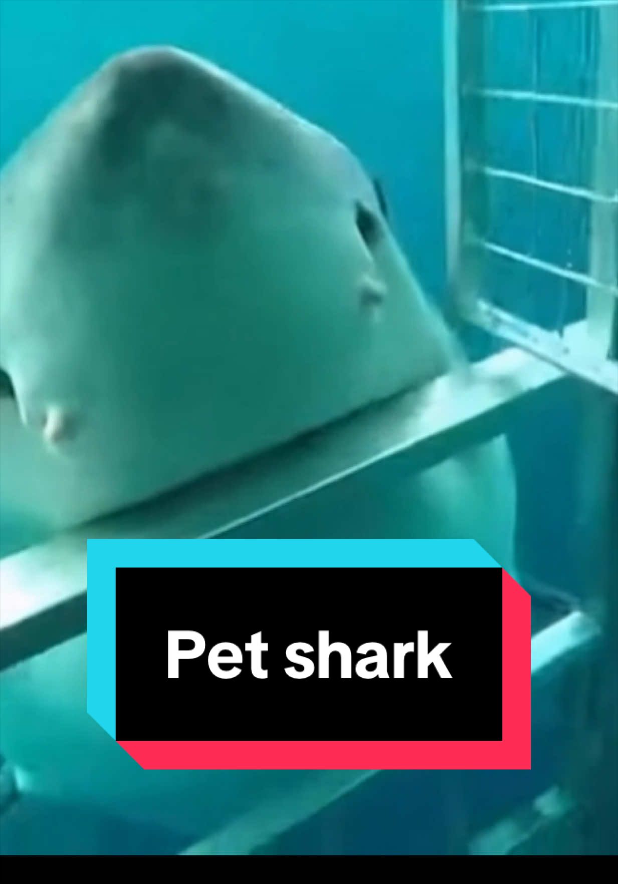 @The Shark Mommy