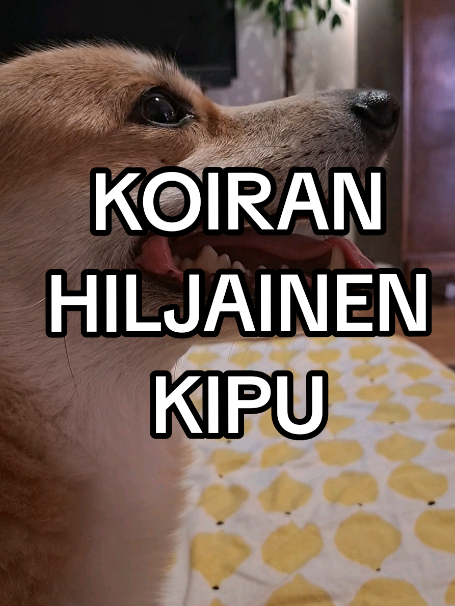 @Kaisa | koirien puolella đ¶