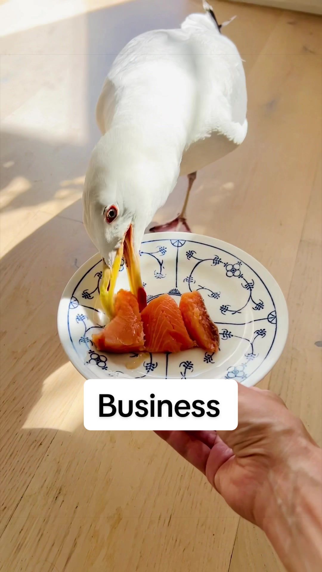 @Winston gull