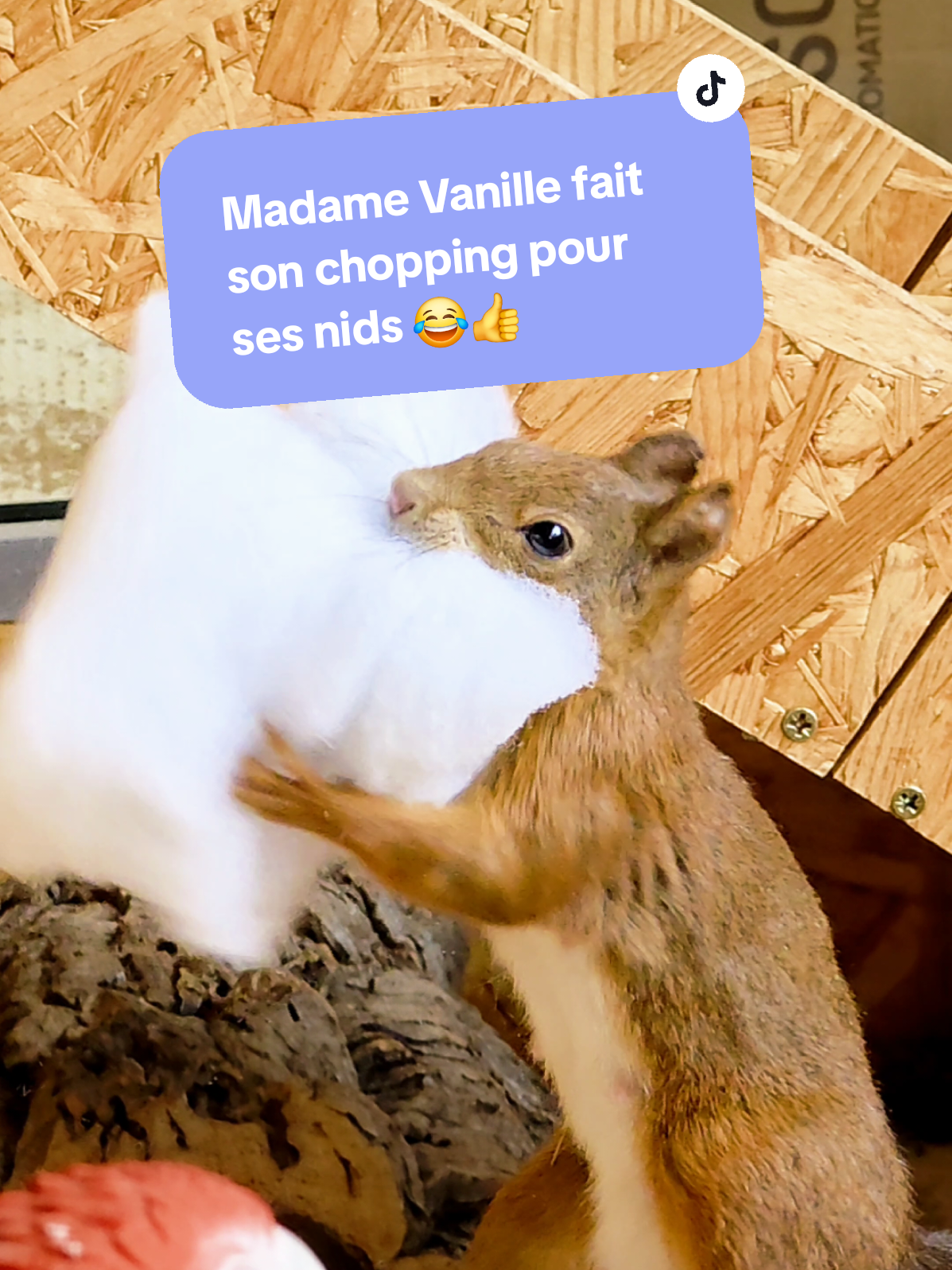 @NoémieRose26