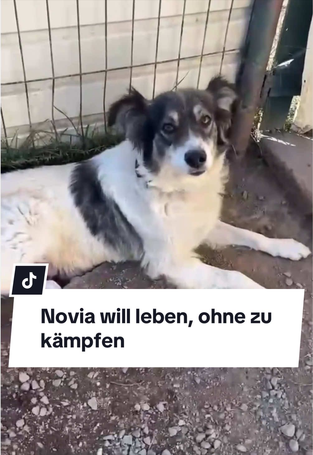 @Ein Herz für Streuner e.V.