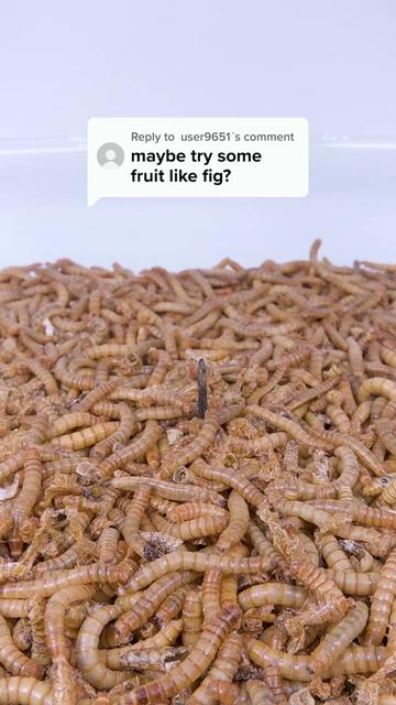 @wormlapse