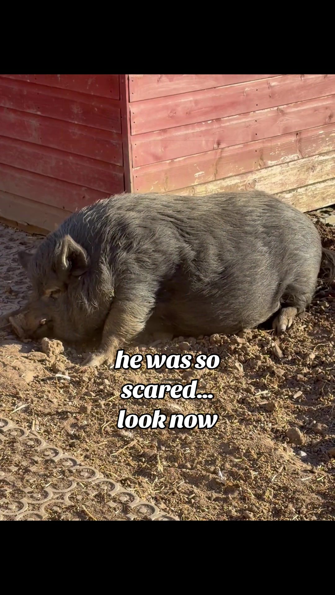 @AhimsaAnimalSanctuaryUK