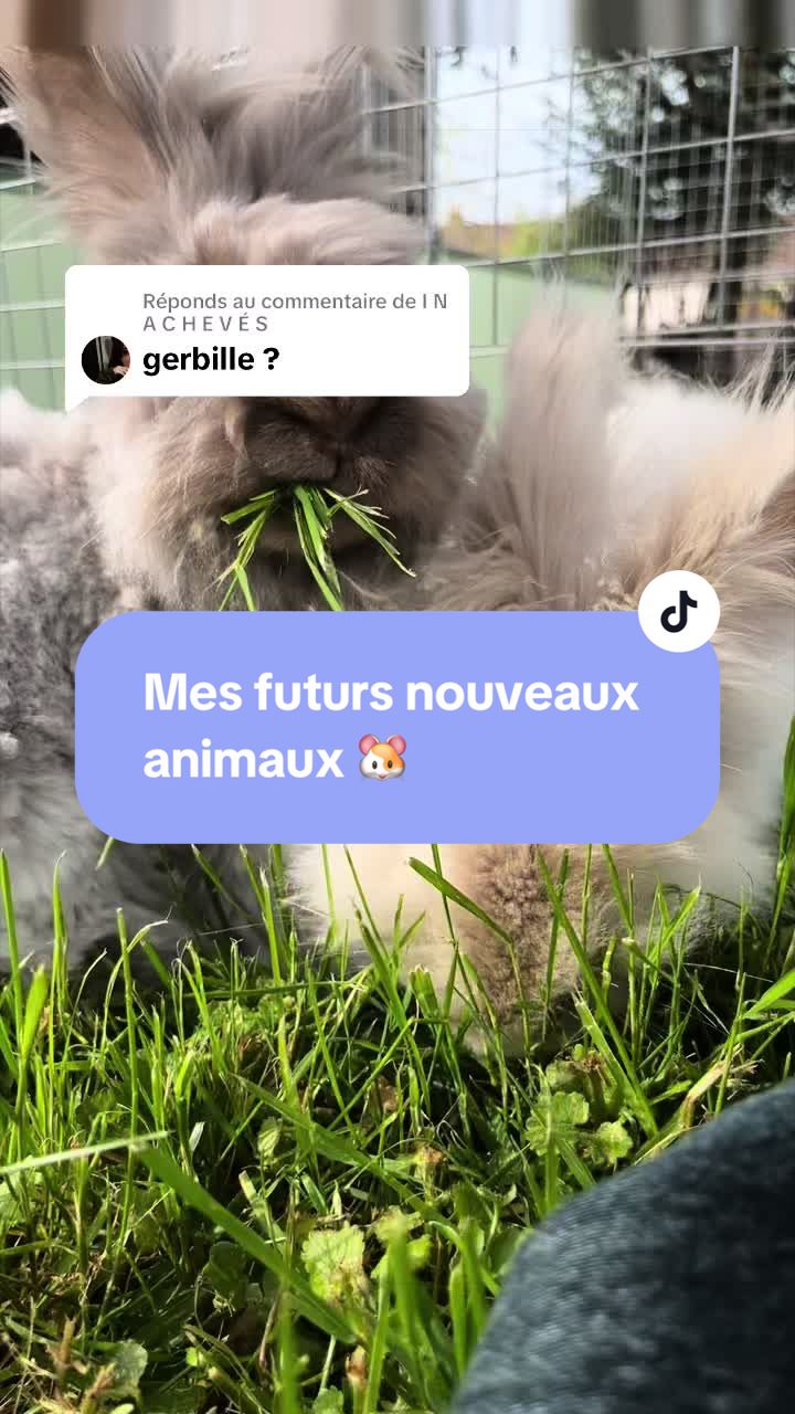 @Mes lapinouchs 🐰