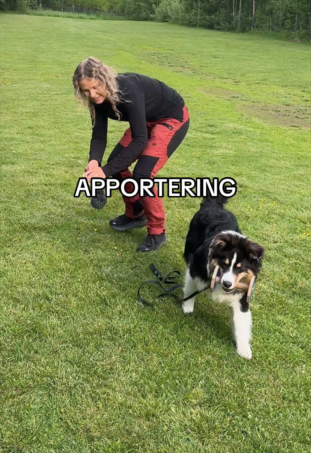 @Vilja - Australian Shepherd