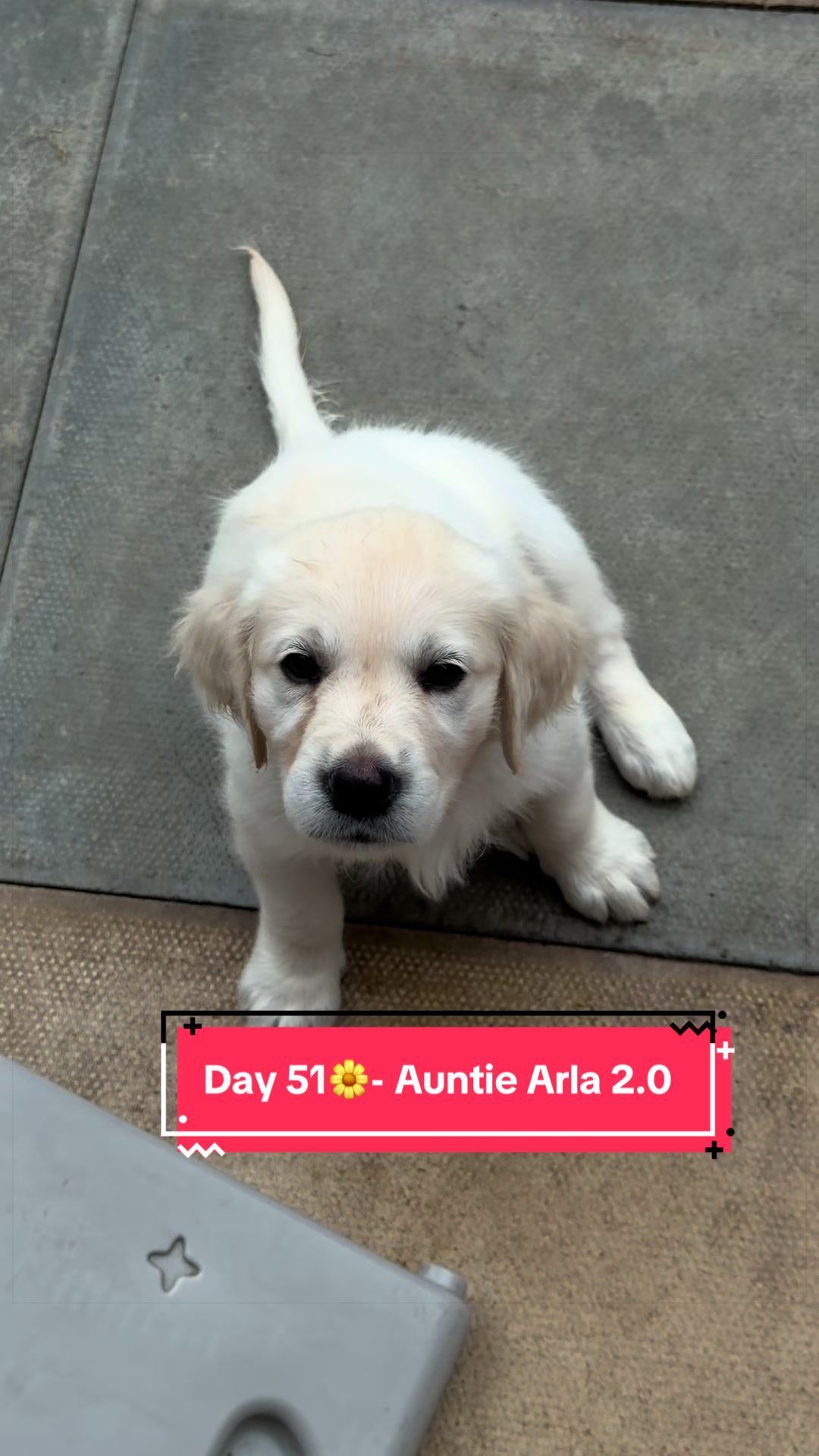 @Ateam Goldens