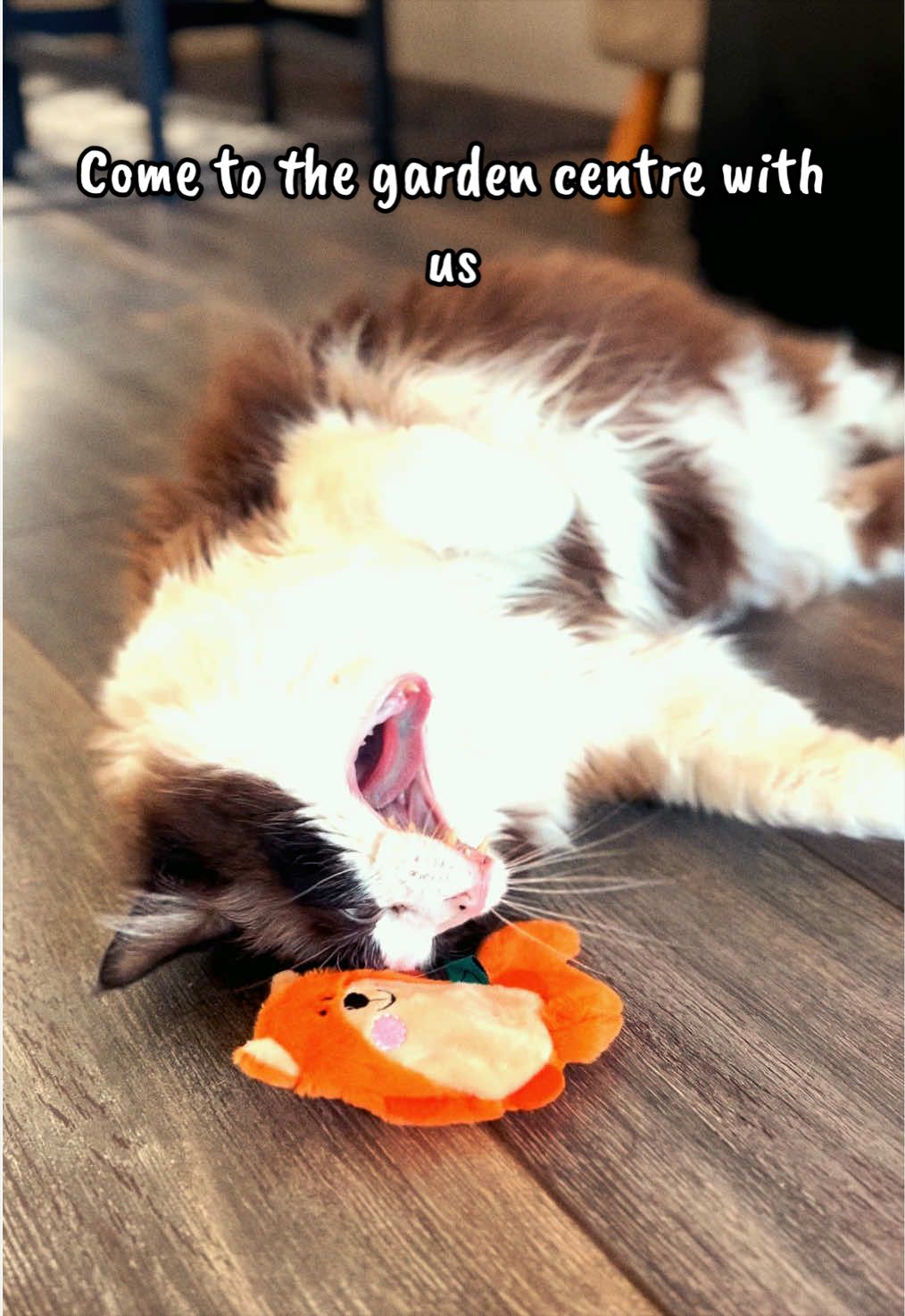 @Ted the ragdoll cat 🐾