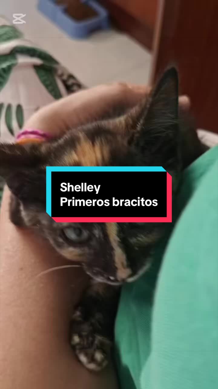 @enGatadas