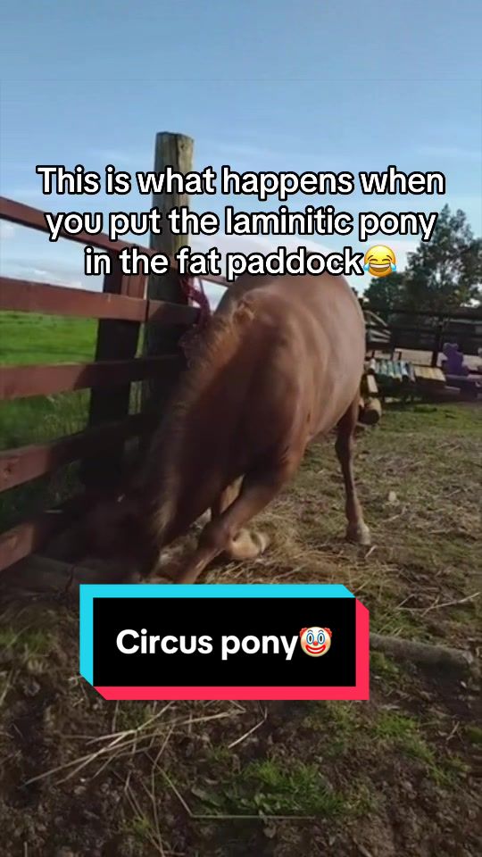 @Niree🤠🦄