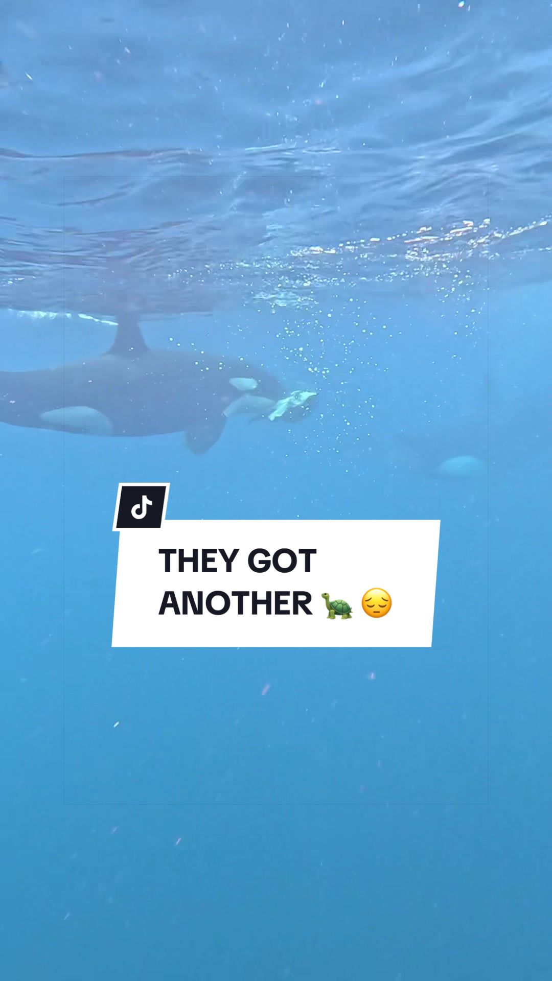 @SCUBA DAN 🦈