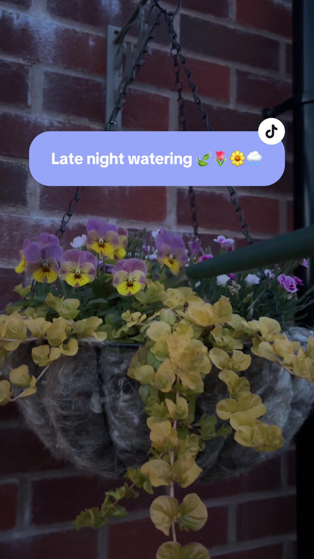 @Georgie | Gardening
