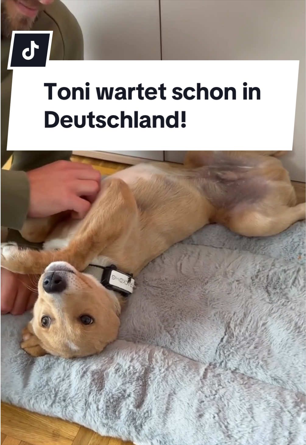 @Ein Herz für Streuner e.V.