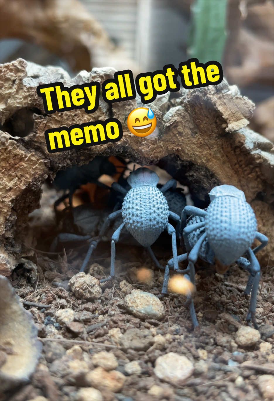 @Mother of Monsters
