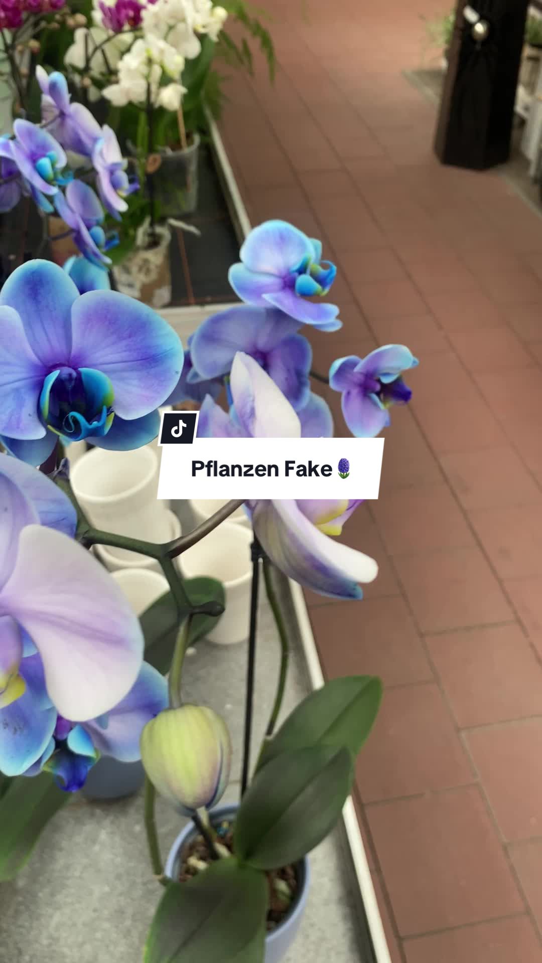 @pflanzdirwas 🌻🪴