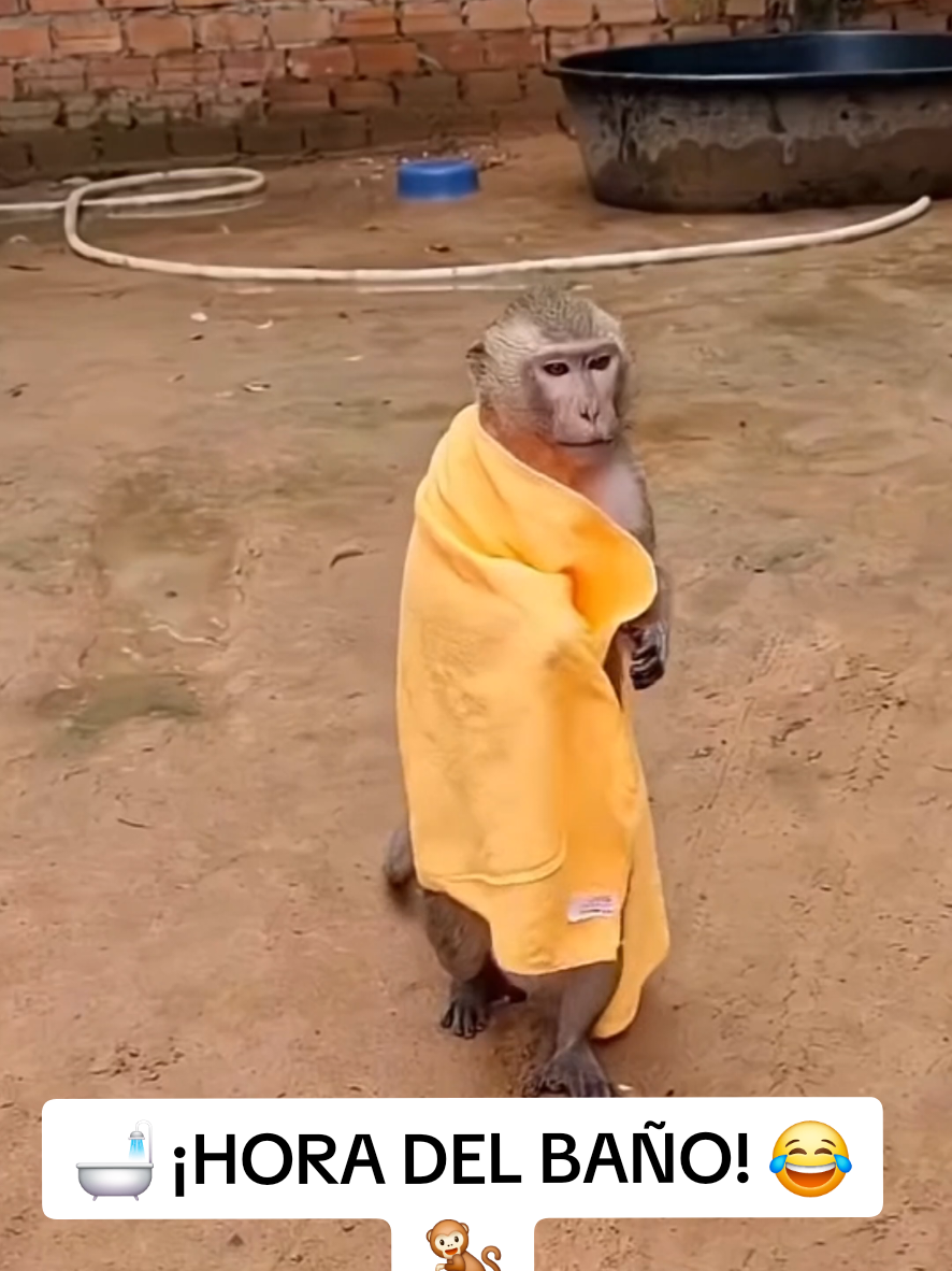 @monkeyYAYA