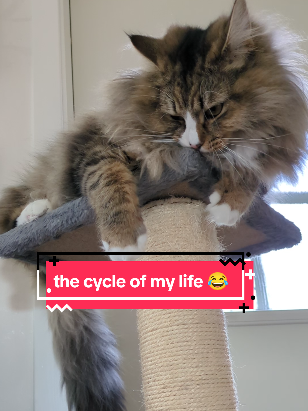 @The Cutest Cats Ever