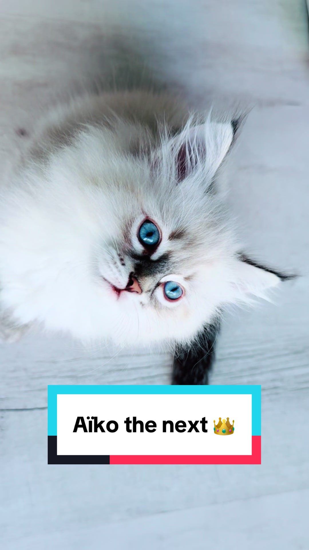 @Siberians Yuki & Aïko