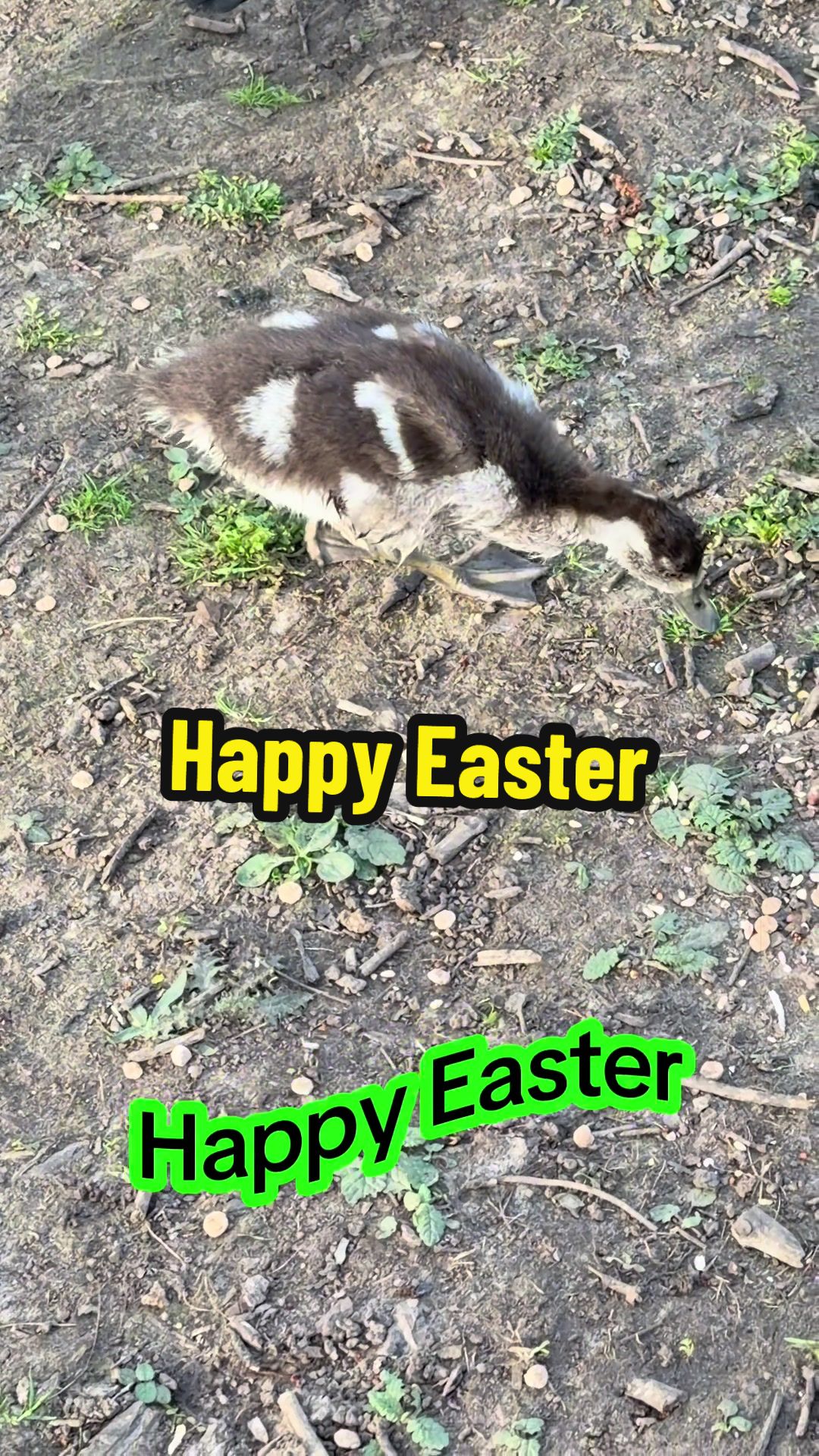 @Wildlife & Nature (Linda)