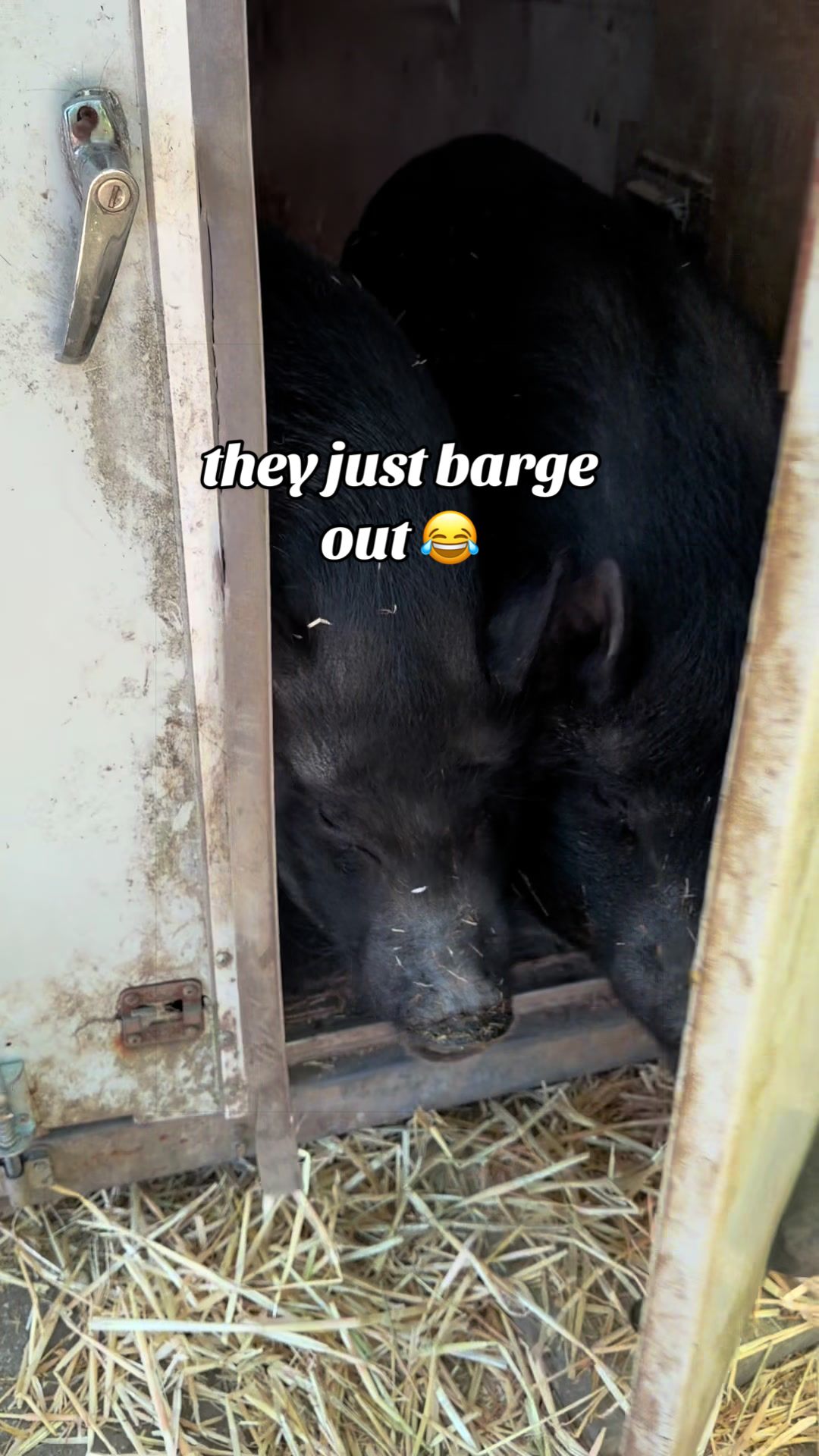 @AhimsaAnimalSanctuaryUK