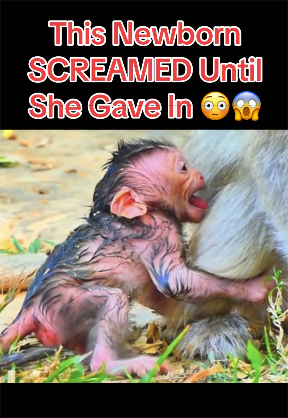 @Baby Monkey Life