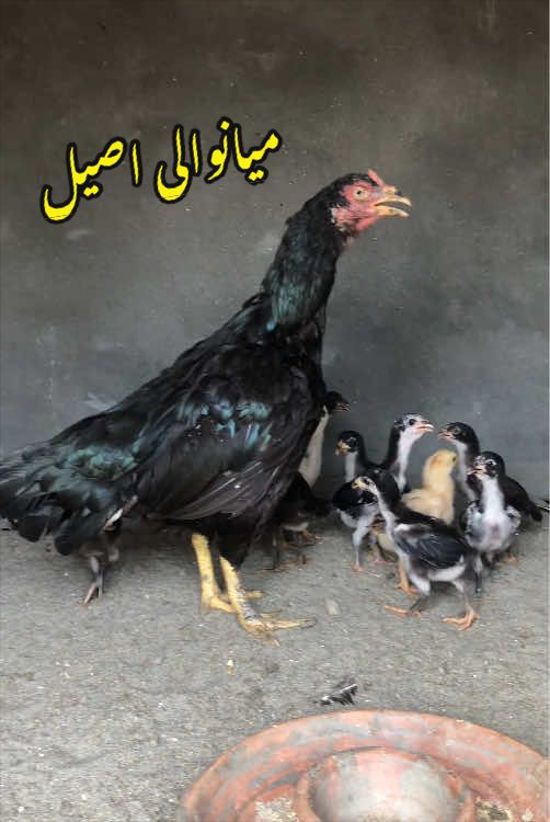 @Poultry Markaz